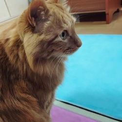 「ハッピーバースデー、サッスー！」サムネイル3