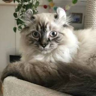 【4/29東日本橋】アメリカンカール♡パイオンくん