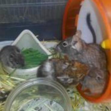 親子で毛づくろい