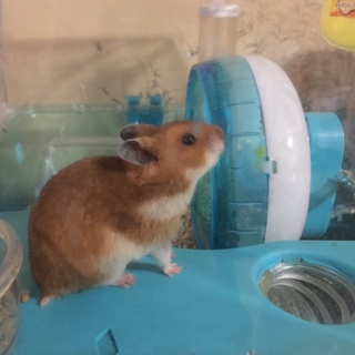 ゴールデンハムスター貰ってください！