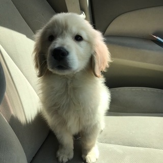 募集停止  順次お返事致します