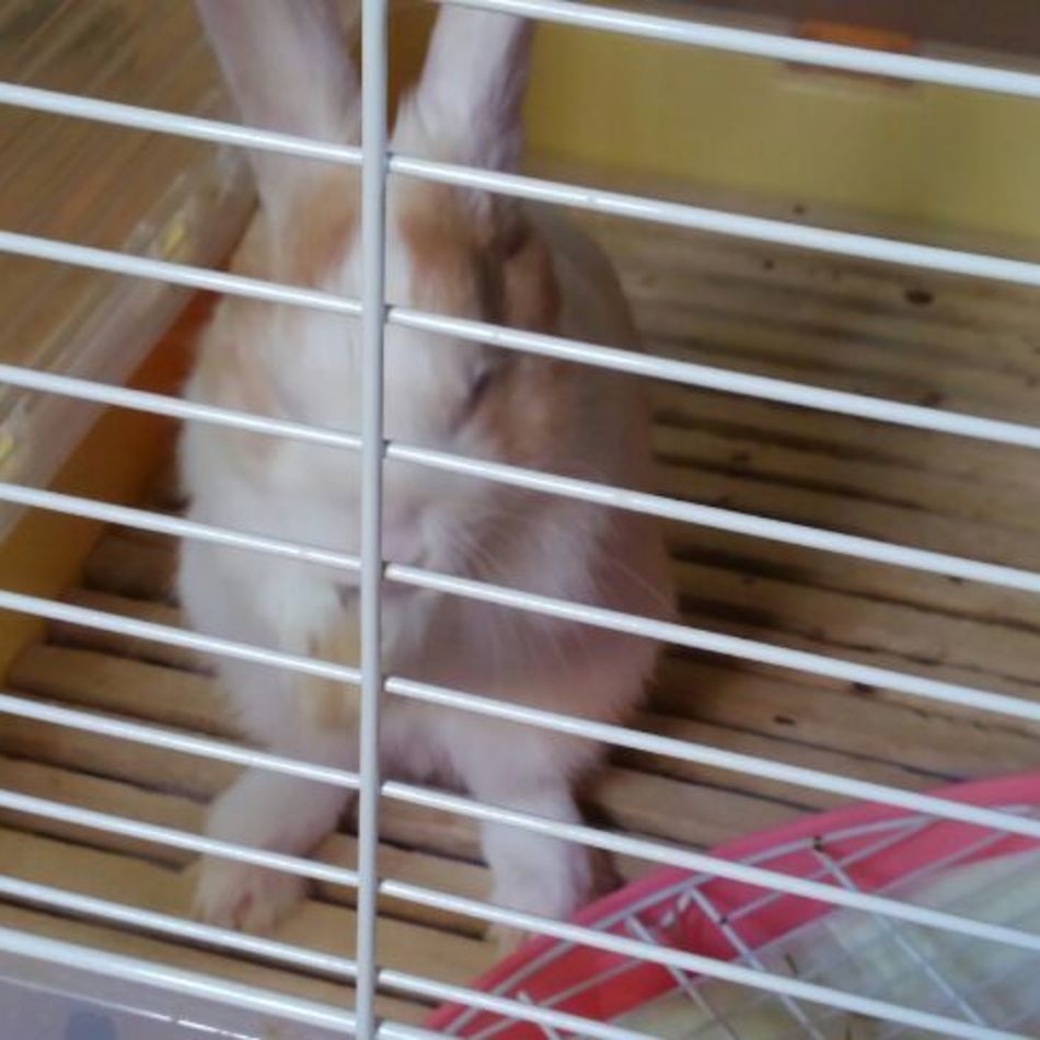 春之助のカバー写真