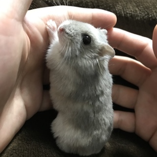 ハムスター里親募集！(現在の応募者で一旦停止)