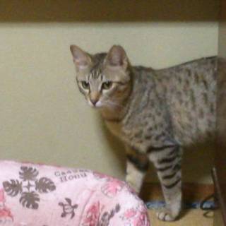 まってるにゃん（妹）