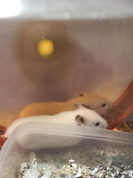 キンクマハムスターの赤ちゃん サムネイル2