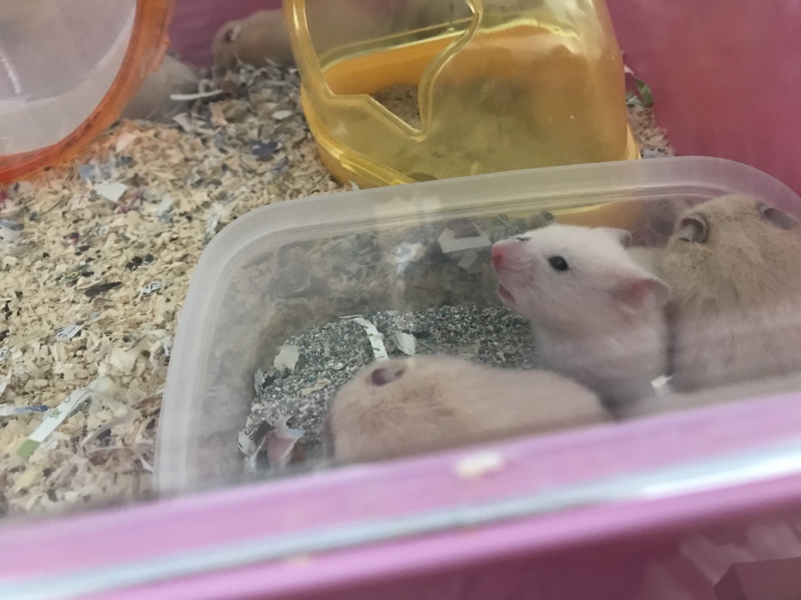 キンクマハムスターの赤ちゃん サムネイル3