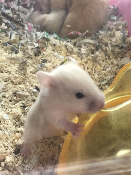 キンクマハムスターの赤ちゃん サムネイル4