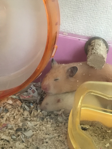 キンクマハムスターの赤ちゃん サムネイル5