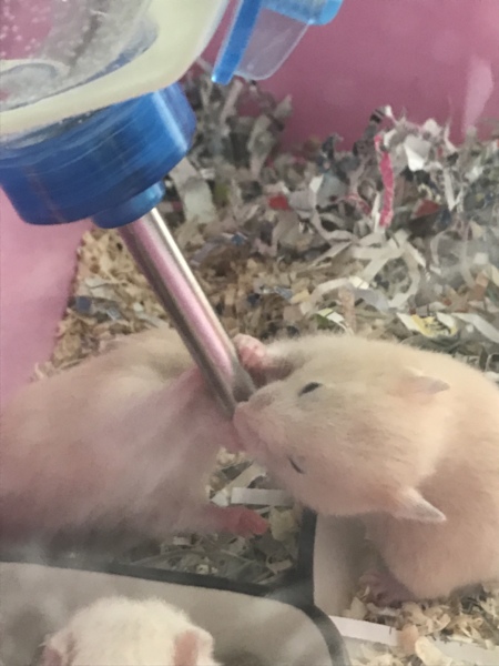 キンクマハムスターの赤ちゃん サムネイル6