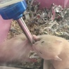 キンクマハムスターの赤ちゃん サムネイル6