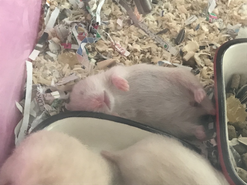 キンクマハムスターの赤ちゃん サムネイル7