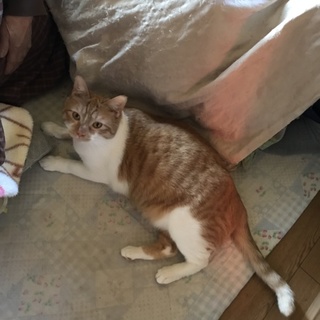 性格ばっちりなシュン君推定2才（動画有）