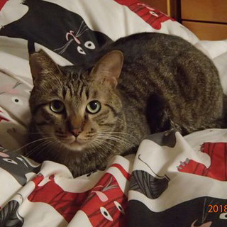 ゴロゴロ雷蔵。