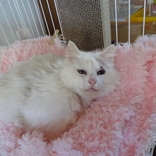 長毛のオッドアイ　余命長くないかもしれません