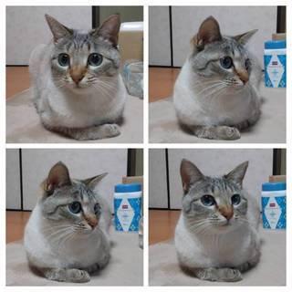 怖がりのシャム風猫ちゃん
