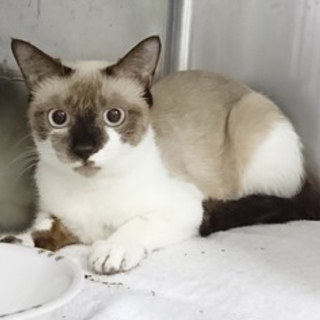 5月27日(日曜)譲渡会参加♪シータちゃん