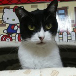 5月27日(日曜)譲渡会参加♪チビです