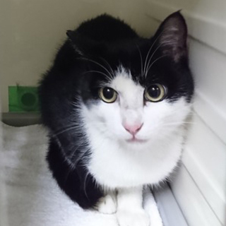 5月27日(日曜)譲渡会参加♪すばる君