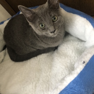 ロシアンブルー 4ヶ月