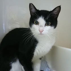 4月29日(日曜)ふれあい譲渡会＠東京都中央区