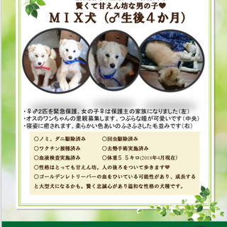 可愛いワンちゃん ゴールデンに似ています