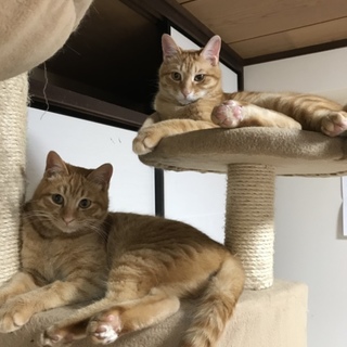 可愛い茶トラ兄弟  