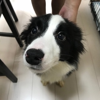 とても元気なボーダーコリーです！！