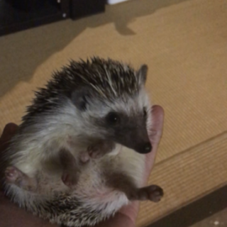 人によく馴れたハリネズミ