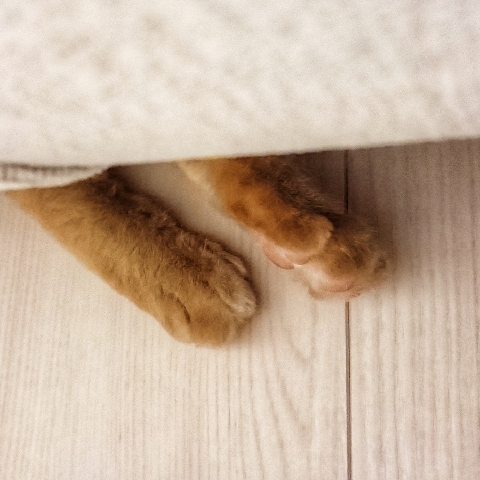 節子（せっちゃん）のカバー写真