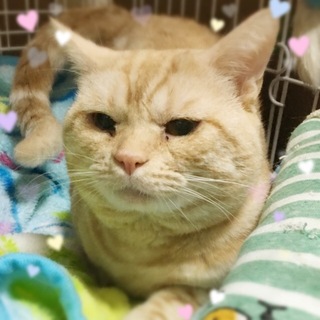 純血種アメーショー♪にゃんたくん4歳くらい