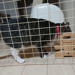 「ついに購入！ペット用食事台」サムネイル1