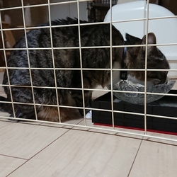 「ついに購入！ペット用食事台」サムネイル2