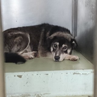 大きくて格好いい　ジョン(仮名)君