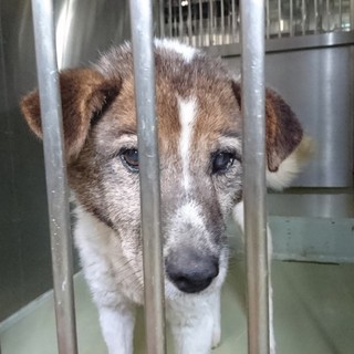 穏やかなマロン君の家族になって頂けませんか？