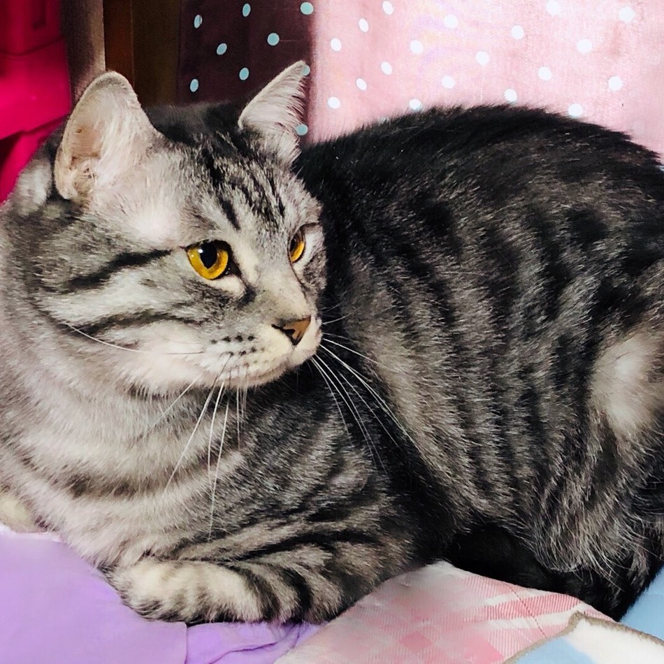 翔ちゃん♡のカバー写真