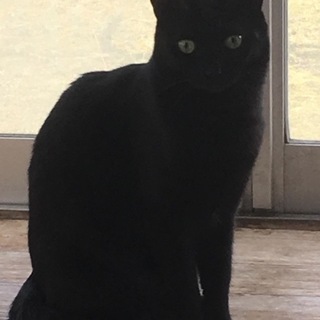 黒猫 女の子です
