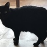 黒猫 女の子です サムネイル2