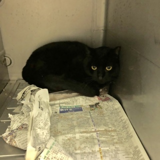 怖がりのレオンくんを助けて下さい！