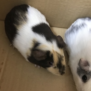 モルモット«里親決定»ありがとうございました