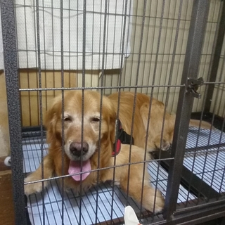 緊急!!里親募集（里親さんが決まりました）