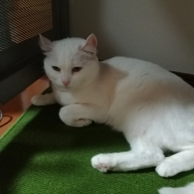 猫ハウスのカバー写真