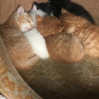 6匹産まれました