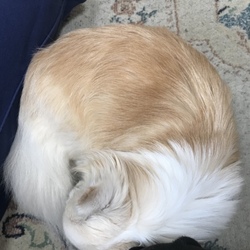 「繁殖引退犬の里親になって」サムネイル2