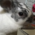 【うさぎ里親募集中】1歳の女の子です。