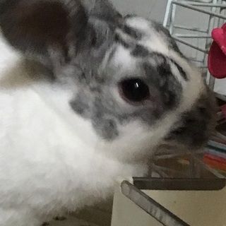 【うさぎ里親募集中】1歳の女の子です。