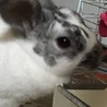 【うさぎ里親募集中】1歳の女の子です。 サムネイル1