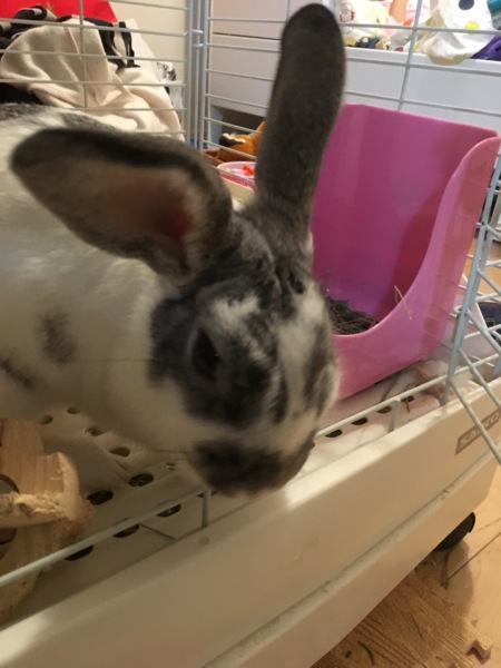 【うさぎ里親募集中】1歳の女の子です。 サムネイル2