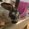 【うさぎ里親募集中】1歳の女の子です。 サムネイル2