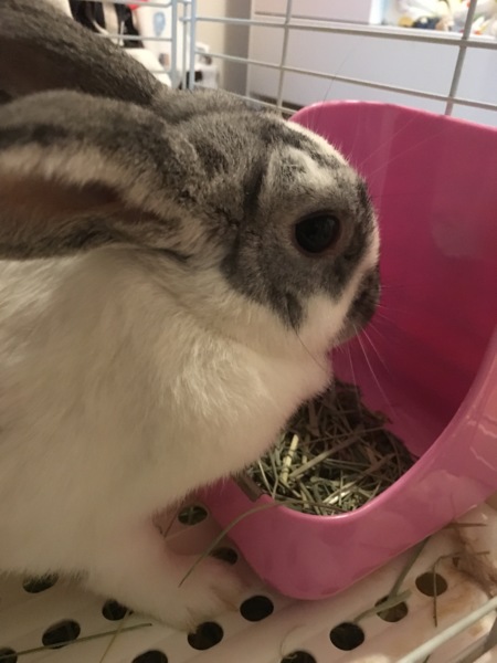 【うさぎ里親募集中】1歳の女の子です。 サムネイル3