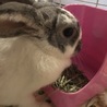 【うさぎ里親募集中】1歳の女の子です。 サムネイル3